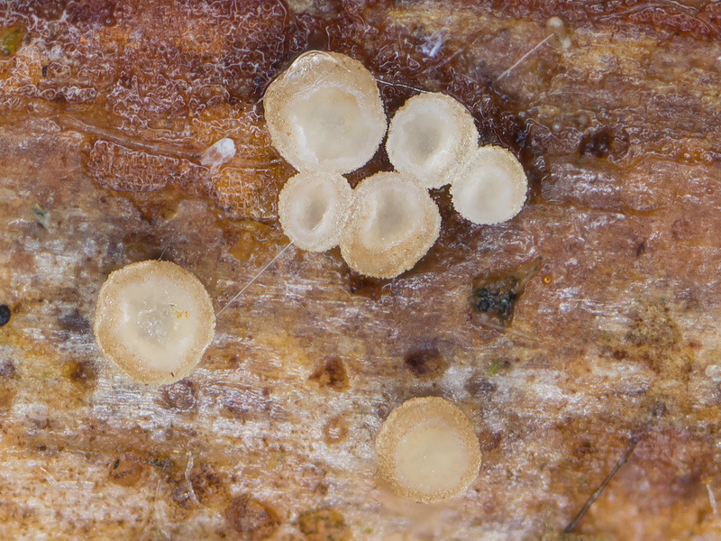Calycellina separabilis